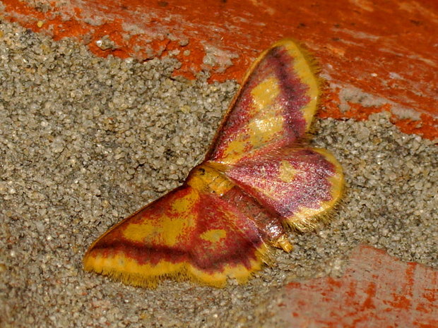 Пяденица малая красноватая (Idaea muricata)
