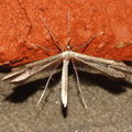 Пальцекрылка Hellinsia lienigianus