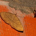 Совка-огнёвка жёлтая (Paracolax tristalis)