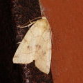 Совка бледная лиственная (Enargia paleacea)