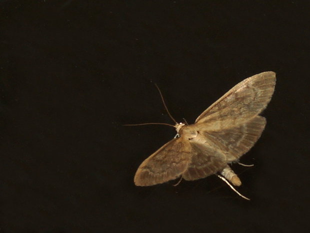 Perinephela lancealis
