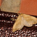 Серпокрылка сухолистная (Falcaria lacertinaria)