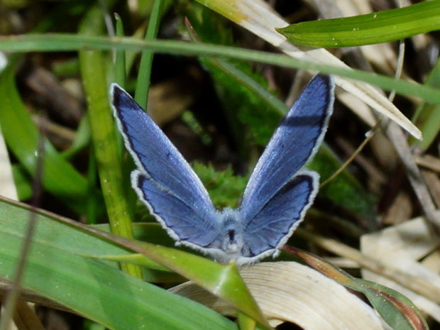 Голубянка короткохвостая (Cupido (Everes) argiades)