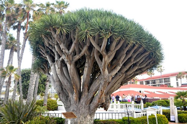 Arboretum Los Angeles (ботанический сад), Лос-Анжелес, Калифорния, США