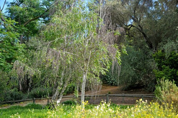 Arboretum Los Angeles (ботанический сад), Queen Anne Cottage, Лос-Анжелес, Калифорния, США
