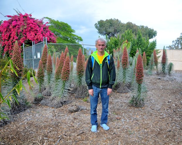 Arboretum Los Angeles (ботанический сад), Растения с Канарских островов, Лос-Анжелес, Калифорния, США