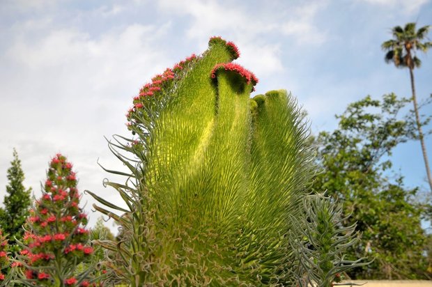 Arboretum Los Angeles (ботанический сад), Растения с Канарских островов, Лос-Анжелес, Калифорния, США
