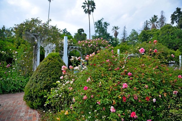 Arboretum Los Angeles (ботанический сад), Розарий, Лос-Анжелес, Калифорния, США