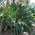 Arboretum Los Angeles (ботанический сад), Сад орхидей, Лос-Анжелес, Калифорния, США