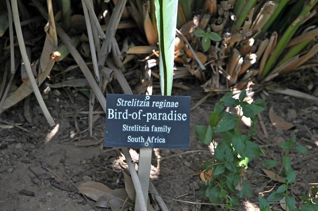 Arboretum Los Angeles (ботанический сад), Сад орхидей, Лос-Анжелес, Калифорния, США