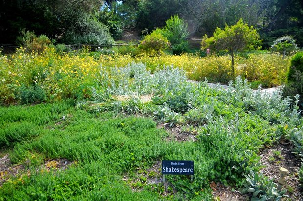 Arboretum Los Angeles (ботанический сад), Сад трав и лекарственных растений, Лос-Анжелес, Калифорния, США