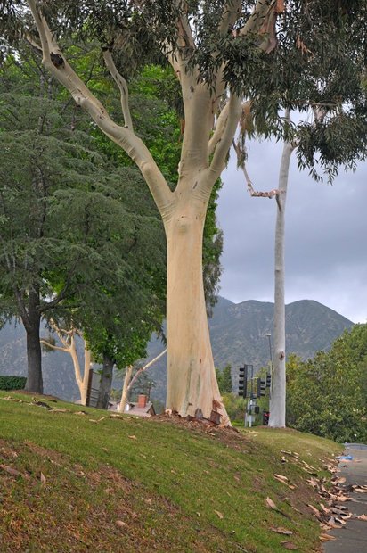 Дорога в Arboretum Los Angeles (ботанический сад), Лос-Анжелес, Калифорния, США