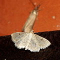 Мотылёк прозрачный (Phlyctaenia perlucidalis / Anania perlucidalis)