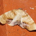 Пяденица строганая (Plagodis dolabraria)