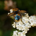 Самая красивая муха Phasia aurigera