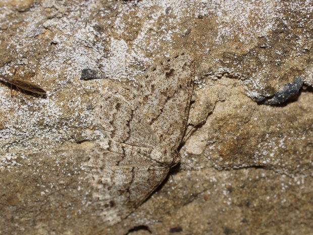 Пихтовая пяденица или Пяденица дымчатая сумеречная (Ectropis crepuscularia)