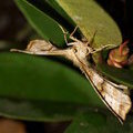 Пяденица сиреневая (Apeira syringaria)