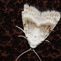 Карликовый шелкопряд беловатый (Meganola albula)