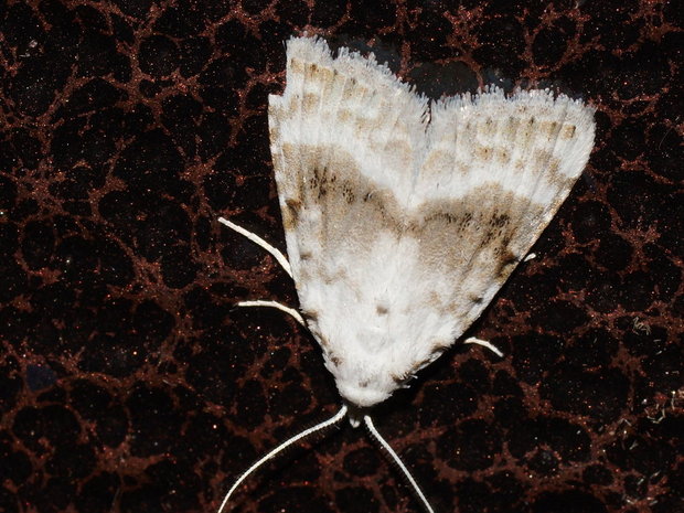 Карликовый шелкопряд беловатый (Meganola albula)