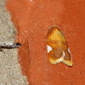 Плоская листовёртка белопятнистая (Acleris holmiana)