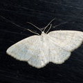 Бледная пяденица сероватая (Cabera exanthemata)