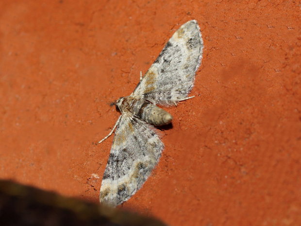Пяденица цветочная льнянковая (Eupithecia linariata)