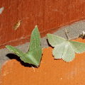 Большая зеленая пяденица (Geometra papilionaria), Тупоугольная пяденица зелёная (Thalera fimbrialis)