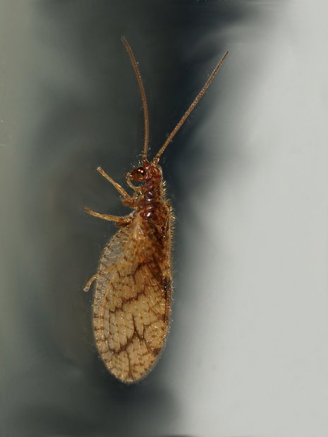 Гемероб Micromus angulatus