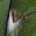 Моль-листовёртка плодовая (Choreutis pariana)