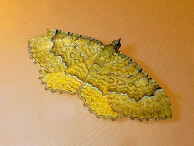 Камптогамма (Цидария, Ларенция) охряно-жёлтая (Camptogramma bilineata)