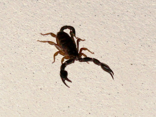 Скорпион на стене дома