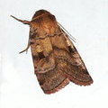 Протолампра пурпурная – Protolampra punicea (Hbn.), Paradiarsia punicea (Hbn.)