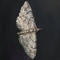 Бабочка (Gymnoscelis rufifasciata)
