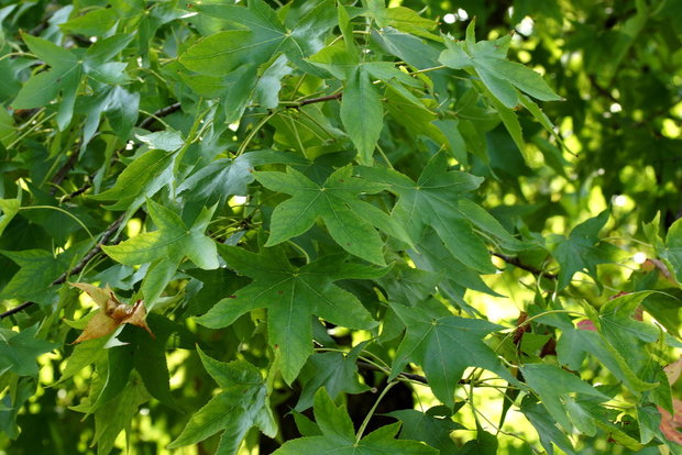 дерево Liquidambar styraciflua