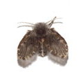 Бабочница (Psychodidae)