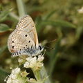 Голубянка Azanus ubaldus