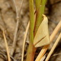 Пяденица нарядная (Rhodometra sacraria)