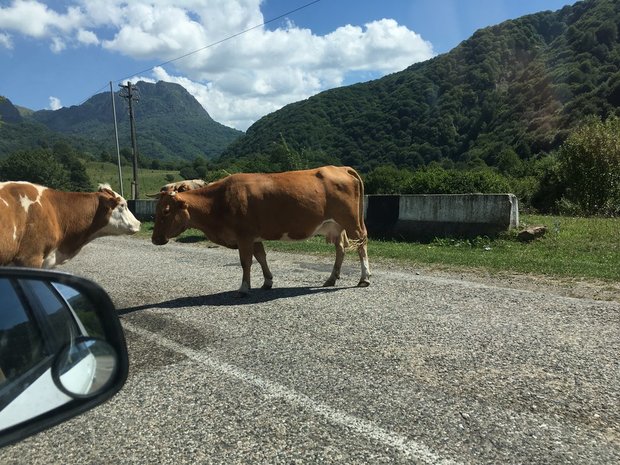 Коровы на дорогах