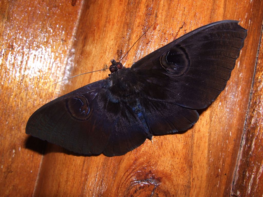 Черные ночные бабочки