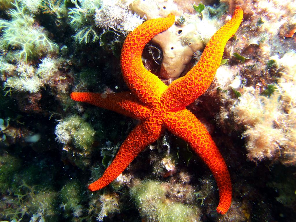 7 звезд морское. Цветок морская звезда. Морские звезды в Карибском море. Морские звезды в Хорватии. Морская звезда дайвинг.