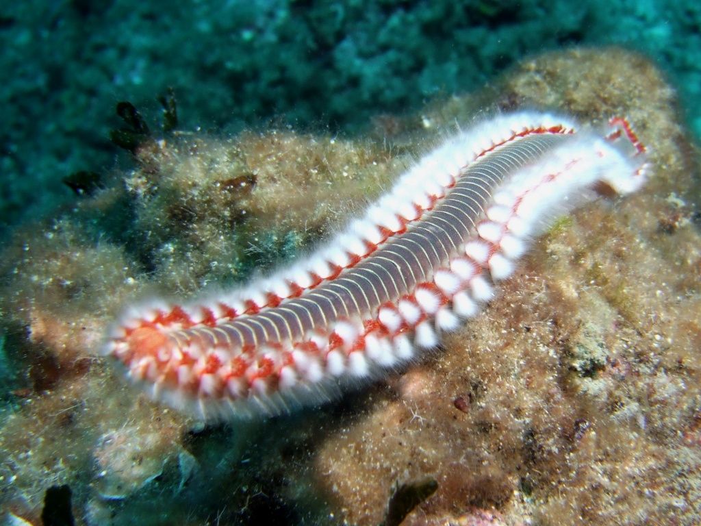 Трубчатый моллюск. Морские многощетинковые черви. Морские кольчатые черви полихеты. Морские многощетинковые кольчатые черви. Многощетинковые черви полихеты.