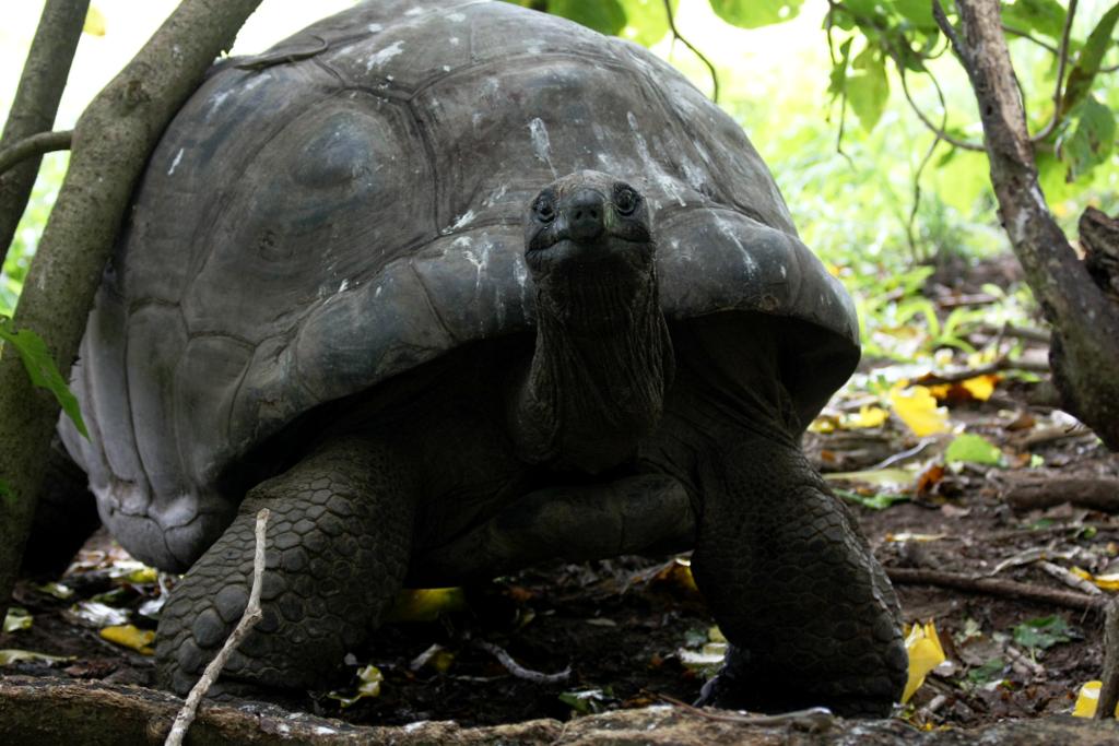 Turtle отзывы. Гигантская черепаха (Testudo gigantea). Черепахи на Сейшельских островах. Megalochelys. Черепаха Megalochelys.