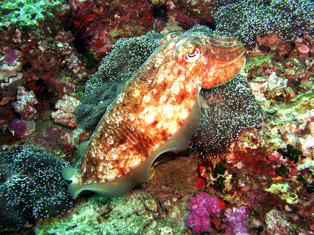 Каракатица имеет. Каракатица Андаманское море. Каракатица Тайланд. Каракатица оранжевая. Подводный мир каракатица.