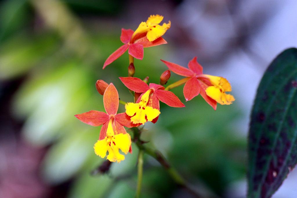 Косты цветы. Epidendrum radicans. Цветок эпидендрум фото. Орхидеи в Коста-Рике. Комнатное растение из Коста Рики.