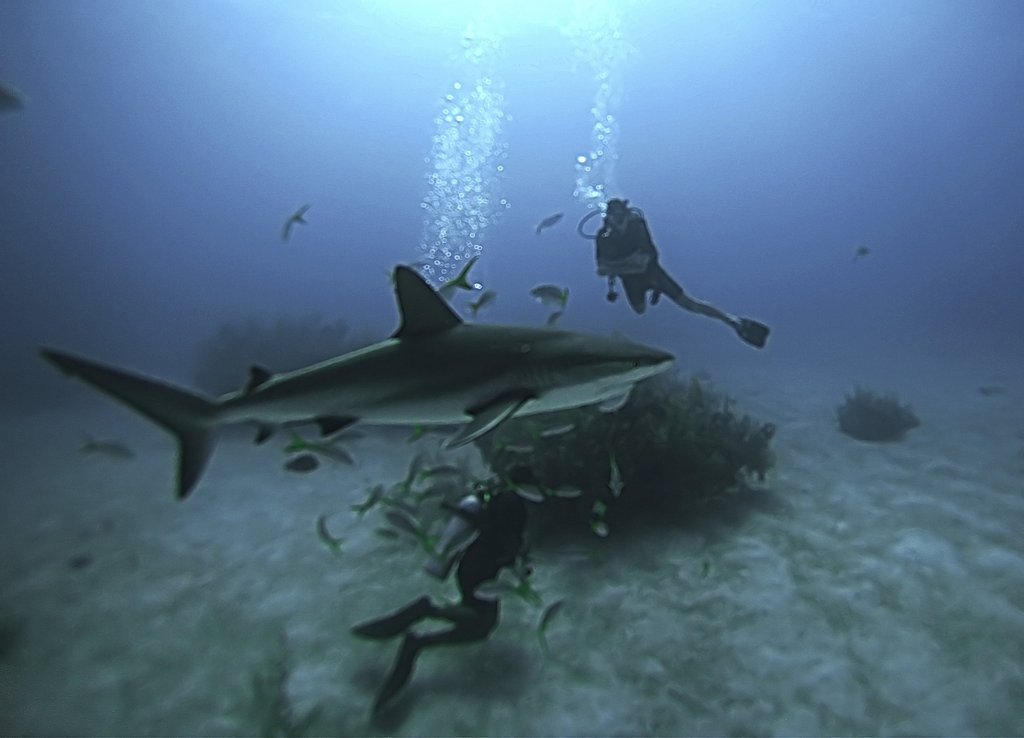 Нападение акул в шарм эль шейхе. Дайвинг с акулами Шарм Эль Шейх. Дайвинг с акулами в Египте. Дайвинг с акулами в Египте Шарм-Эль-Шейх.