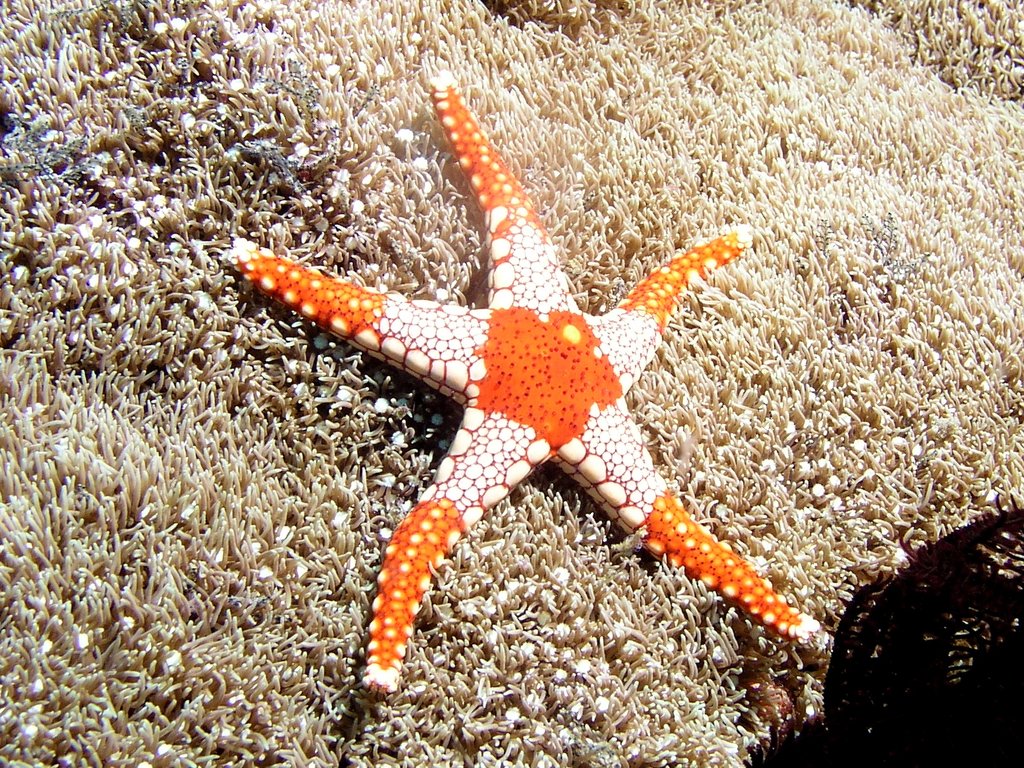 7 звезд морское. Звезда нардоя морская. Звезда морская нардоя желтоточечная, m/Nardoa tuberculata. Анкастер морская звезда. ПЕДИЦЕЛЛЯРИЕВЫЕ морские звёзды.