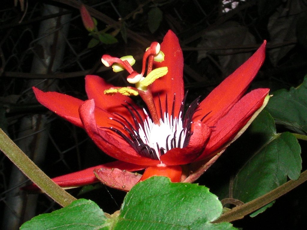 Косты цветы. Коста Рика растения. Коста Рика цветы. Пассифлора красная.
