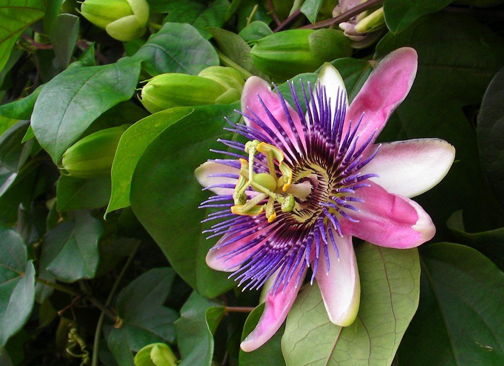 Косты цветы. Пассифлора (страстоцвет) Passíflōra. Цветок пассифлора Коста Рика. Пассифлора виноградолистная. Пассифлора нежнейшая.