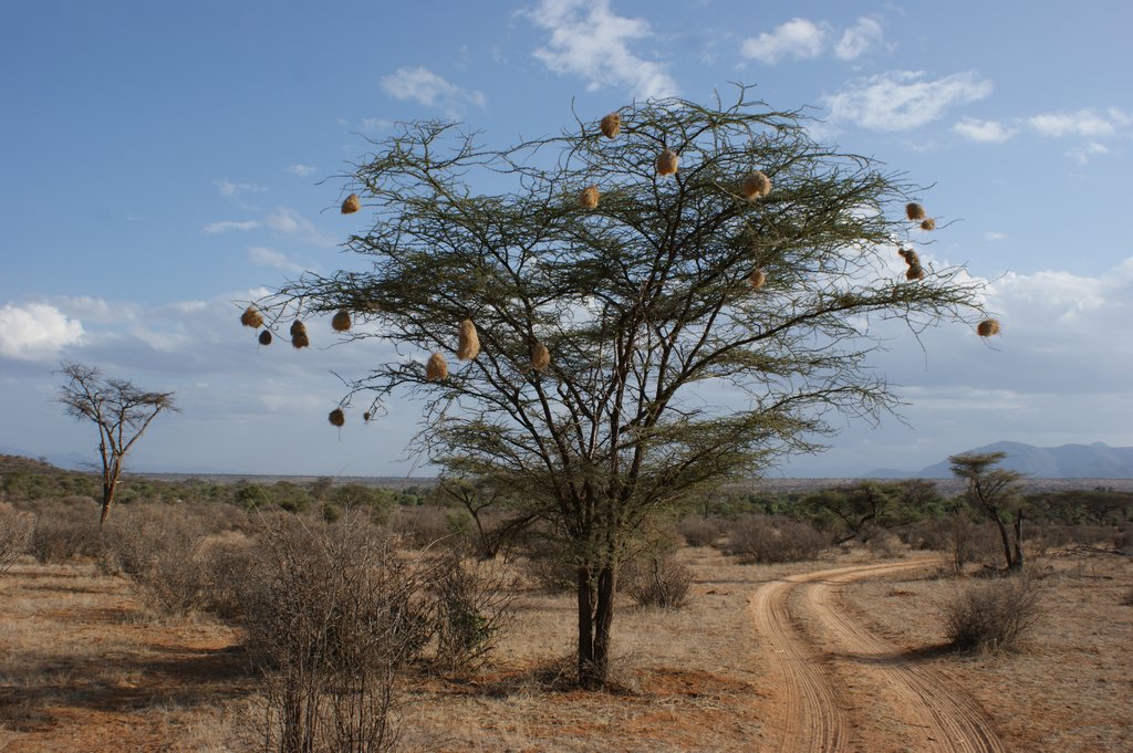 В какой природной зоне растет акация. Африканская зонтичная Акация. Миомбо в Танзании. Акация Кения. Зонтичная Акация в Африке.