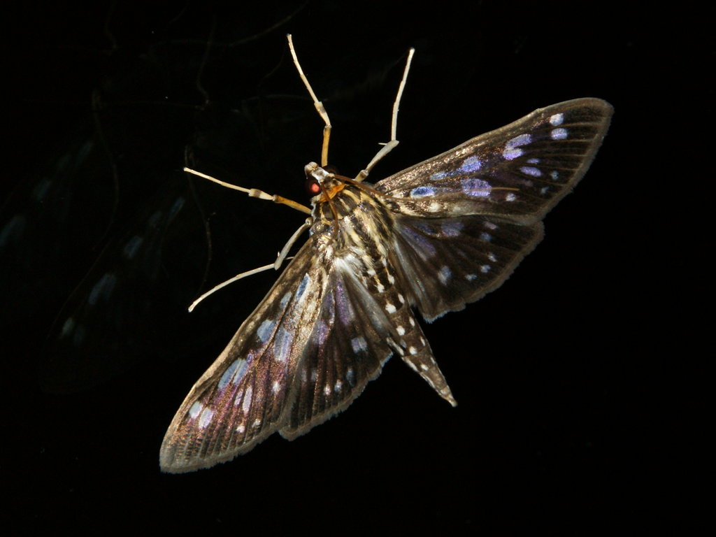 Работа ночной бабочкой